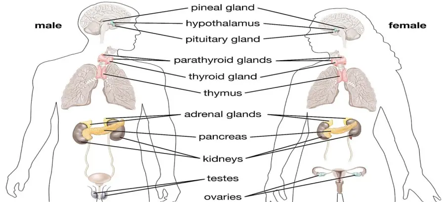 Endocrine and Vertebral Systems: Regulation and Structure