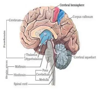 The Human Brain: Command Center of the Body