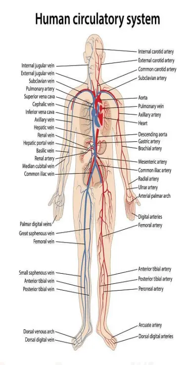 Circulatory System: The Human Heart and Blood Flow