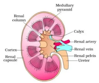 Excretory System: Filtration and Waste Removal