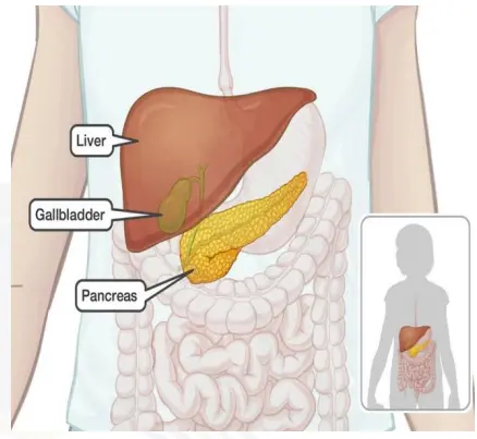 The Vital Trio: Liver, Pancreas, and Gallbladder