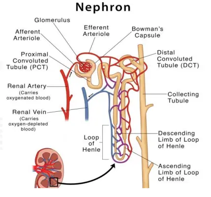 Nephron: The Microscopic Filter and Urine Formation