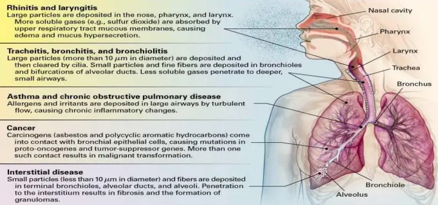 Respiratory Disorders: Causes and Clinical Impact