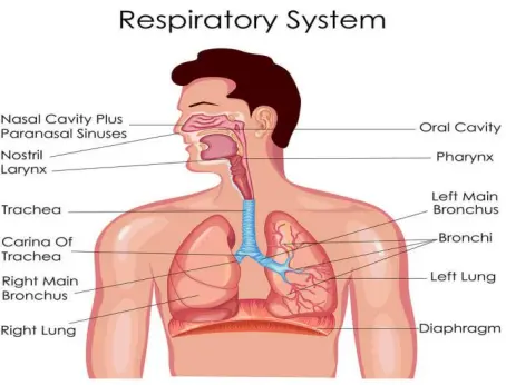 Respiratory System: The Mechanism of Gas Exchange