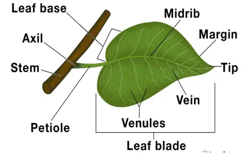 Leaf Structure and Modifications