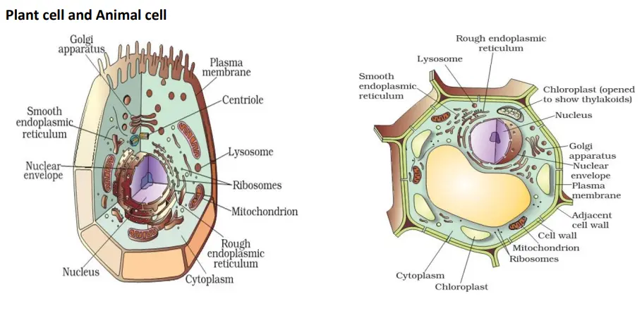 Plant Cells vs. Animal Cells: The Building Blocks of Life