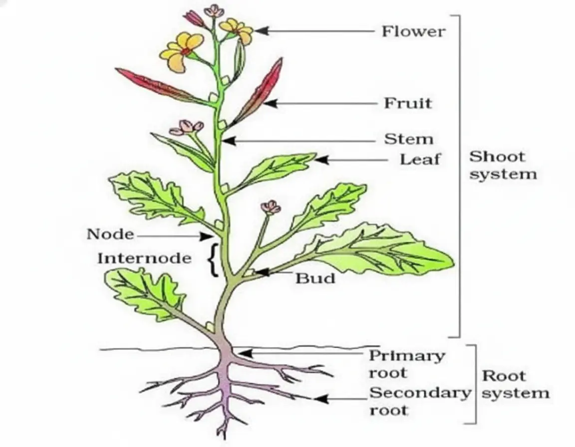 Plant Anatomy: The Root System