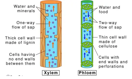 Plant Vascular Tissues and the Stem System