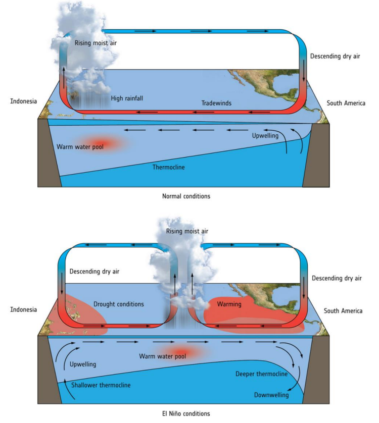 Ocean-Atmospheric Interactions: El Niño & Southern Oscillation (ENSO)