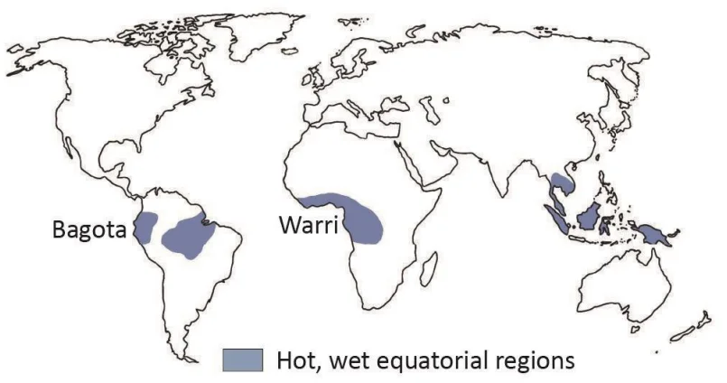 Hot, Wet Equatorial Climate (The Rainforests)