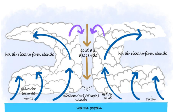 Structure and Life Cycle of a Tropical Cyclone