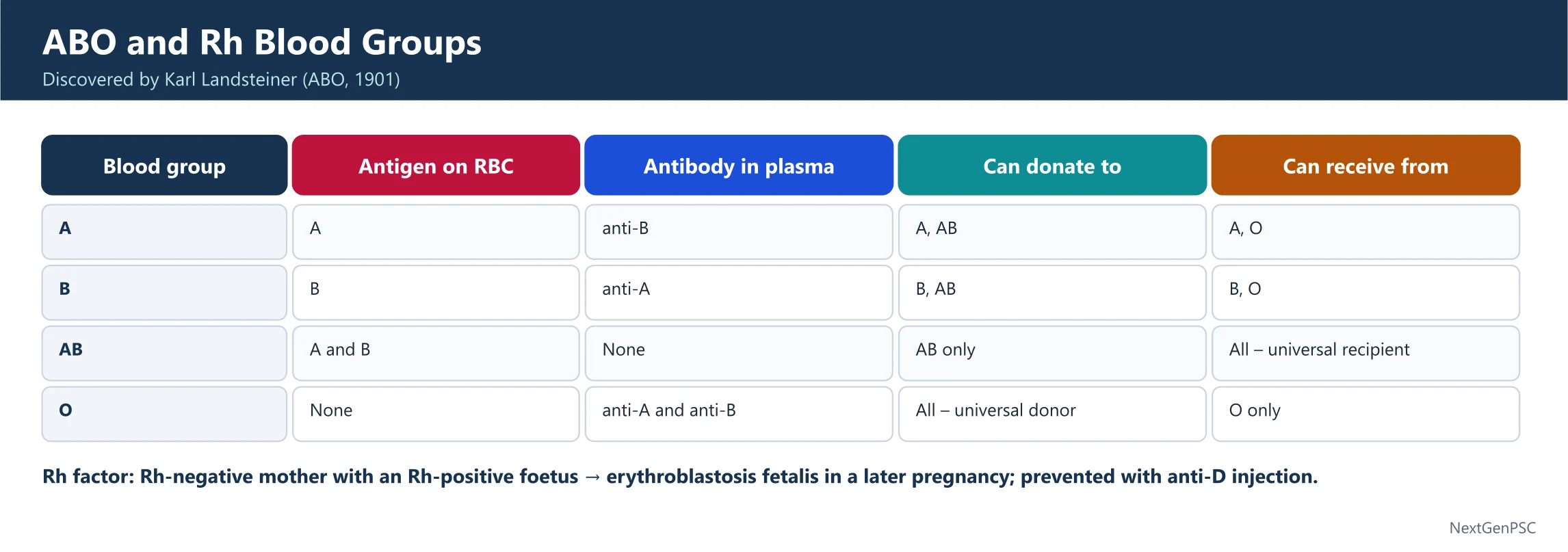 The ABO Blood Group System