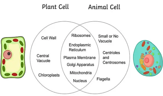 Plastids and Detailed Comparison: Plant Cell vs. Animal Cell