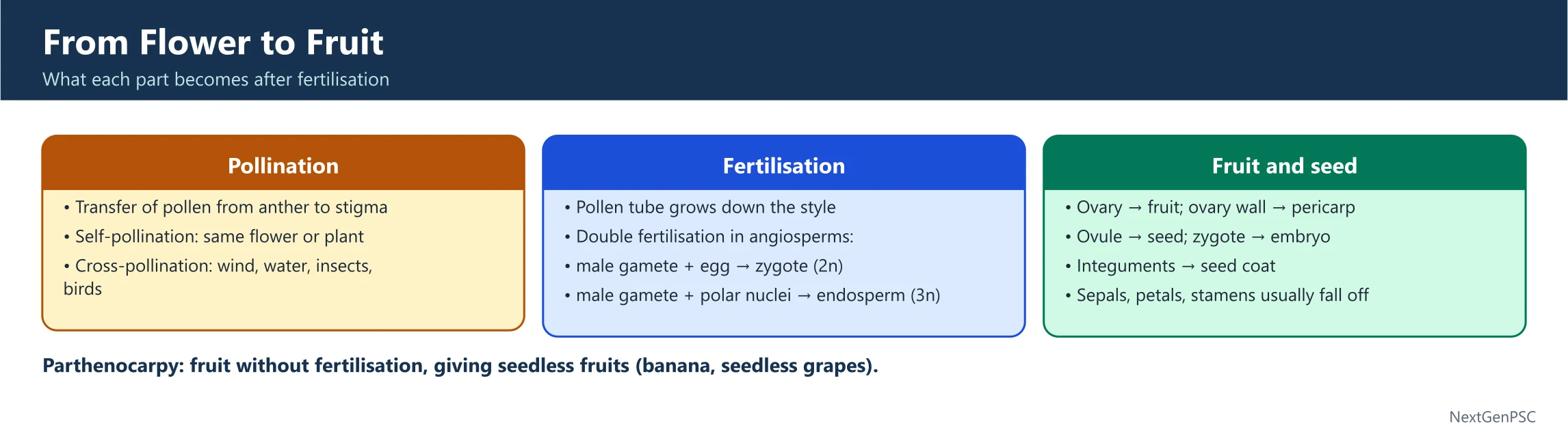 Reproductive Organs: Androecium, Gynoecium, and Fruit Formation