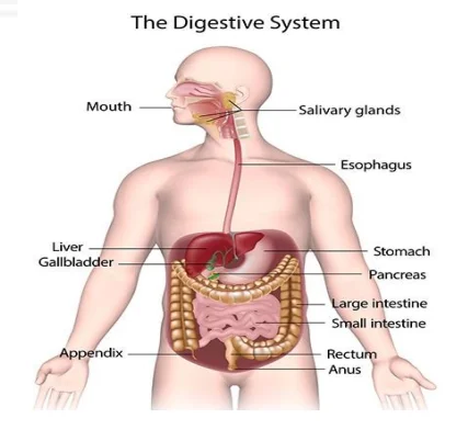 Human Digestive System: From Ingestion to Absorption