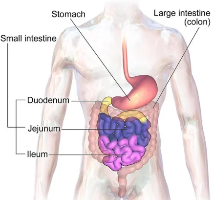 Stomach and Small Intestine: Digestion and Absorption