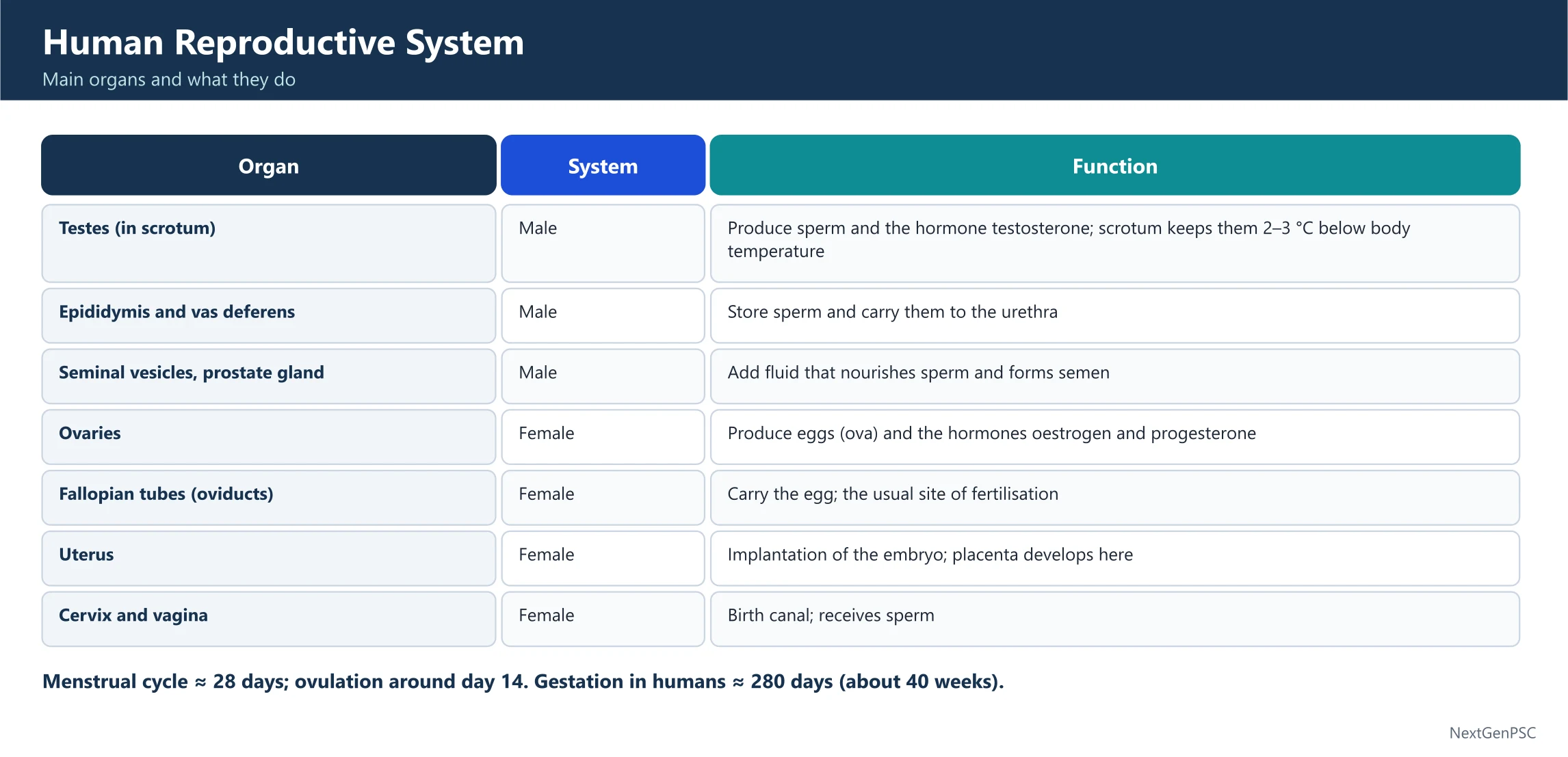The Male Reproductive System: Production and Delivery