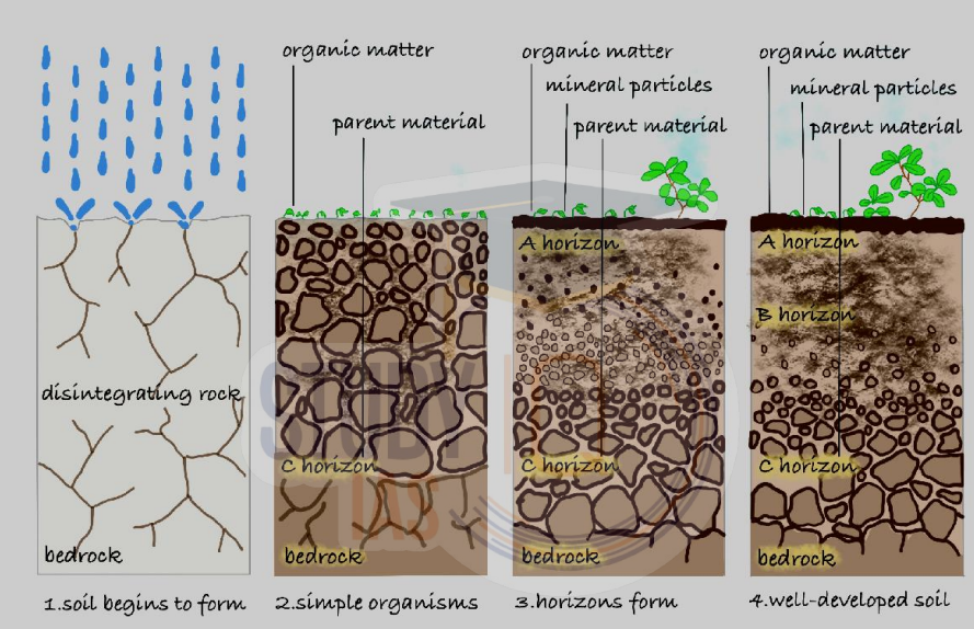 Soil Development Processes